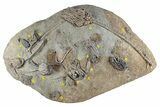 Fossil Crinoid Plate With Ten Species - Crawfordsville, Indiana #281493-1